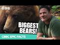 We found the BIGGEST PREDATOR in Europe! 🐻 | Deadly 60 | CBBC Epic Facts