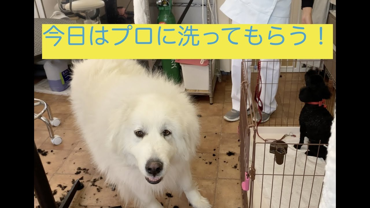 プロのシャンプーはやっぱり・・・グレートピレニーズ