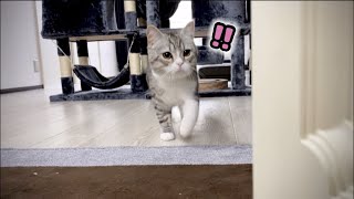 A cat who enjoy his treats so much that he runs to it when opening the shelves!