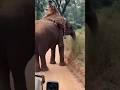 #tiger #elephant #ai 3d animation short video #viral shorts #Creator_Narendra2.0