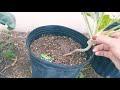 Growing Collards In Pots