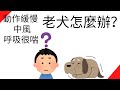 老犬關節不好、中風(?)、呼吸很喘怎麼辦？【我該怎麼辦？第2集】