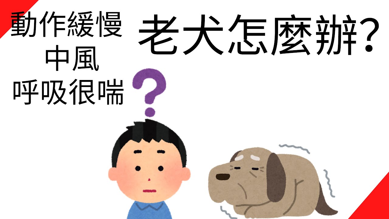 老犬關節不好 中風 呼吸很喘怎麼辦 我該怎麼辦 第2集 Youtube