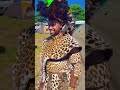 Inhlalisuthi KaShembe UNyazi Lwezulu‼️ Imvunulo Shembe Unyazilwezulu Inhlalisuthi KaShembe UNyazi Lwezulu‼️ Imvunulo Shembe Unyazilwezulu