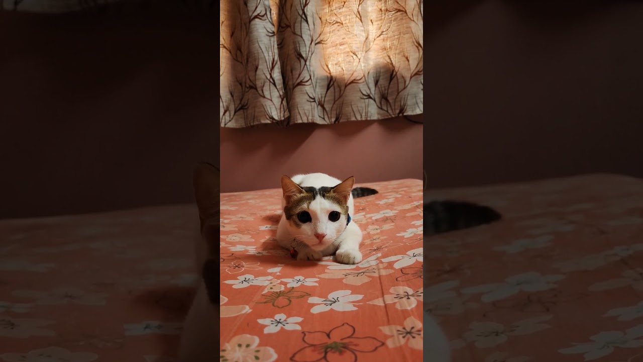 Sneaky Kitten 😹 