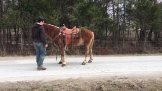 Haflinger team for sale. Ride and drive screenshot 5