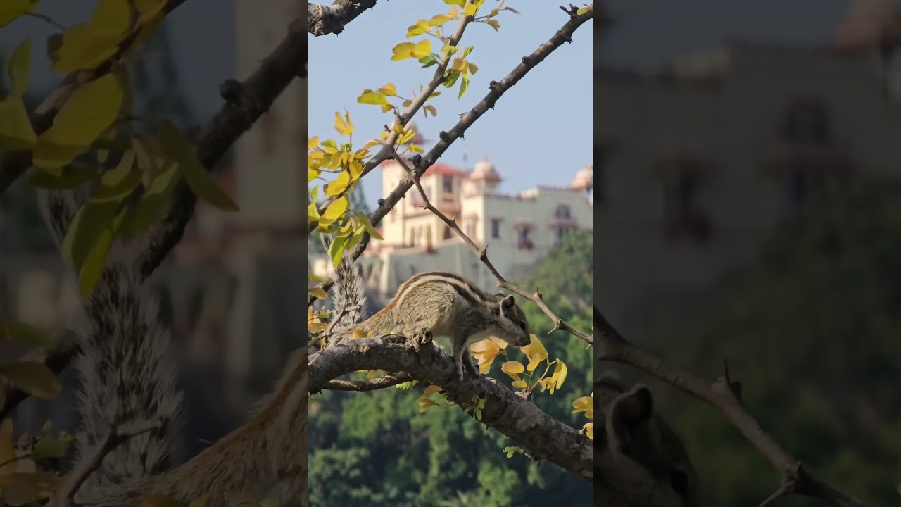 awesome hill station mount abu in may 2025  