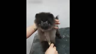 СМЕШНЫЕ ЖИВОТНЫЕ ПОДБОРКА ПРИКОЛОВ С ЖИВОТНЫМИ АВГУСТ 2019 FUNNY VIDEO FUNNY CATS