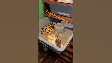 1300 Gram Python 🐍 #livefeeding #subscribe #python #ballpython #breeding #snake #reptile