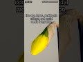 The Genius Innovation That Doomed Them