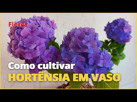 Vídeo: As hortênsias podem crescer em vasos: aprenda sobre plantas de hortênsias cultivadas em contêineres