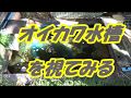 【オイカワ水槽を視てみる】