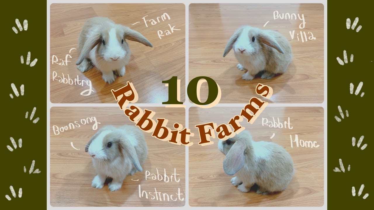 10 ฟาร์มกระต่ายน่ารัก | ฮอลแลนด์ลอป ND มีที่ไหนบ้างน้า?