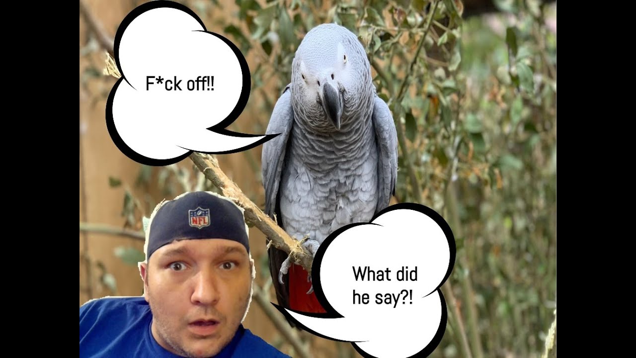 Foul Mouth Fouls! YouTube