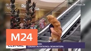 Собака испугалась эскалатора - Москва 24 Собака испугалась эскалатора - Москва 24