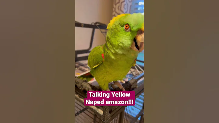 Talking parrot won’t stop!!!!yellow naped amazon 26 years young! #parrot #talking parrot #parrots