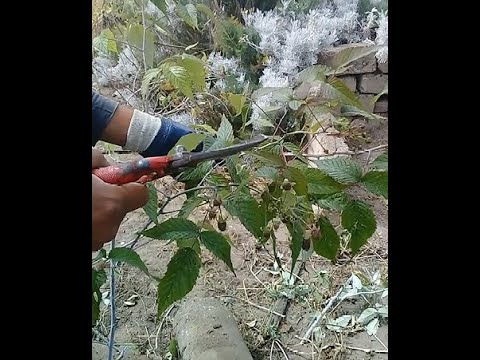 Video: Poda De Moras: ¿cómo Podar Un Arbusto Correctamente? ¿Debería Podarse En Primavera? Esquema De Formación De Moras Para Principiantes