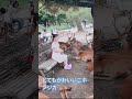 素晴らしいショートビデオNARAシカが見た 🫎🦌💚