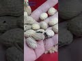 RealTech Belt Color Sorter for Peanut Sorting-BL30 #colorsortermachine #peanuts #machine