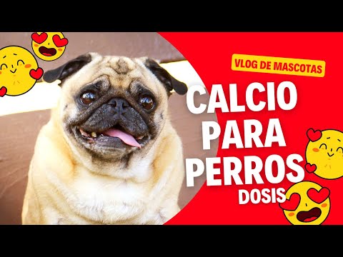 Video: Necesidades de calcio canino