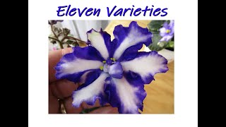 African Violet Varieties   Stunning Blues!  Intense Purples!