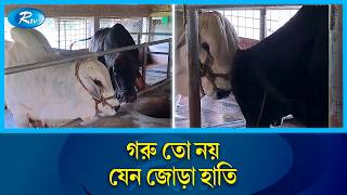 ১ কোটি টাকার গরু দেখতে প্রতিবেশীদের ভিড়! | Kurbani Goru | Rtv News screenshot 4