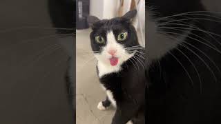 ini kucing bukan asu #dj