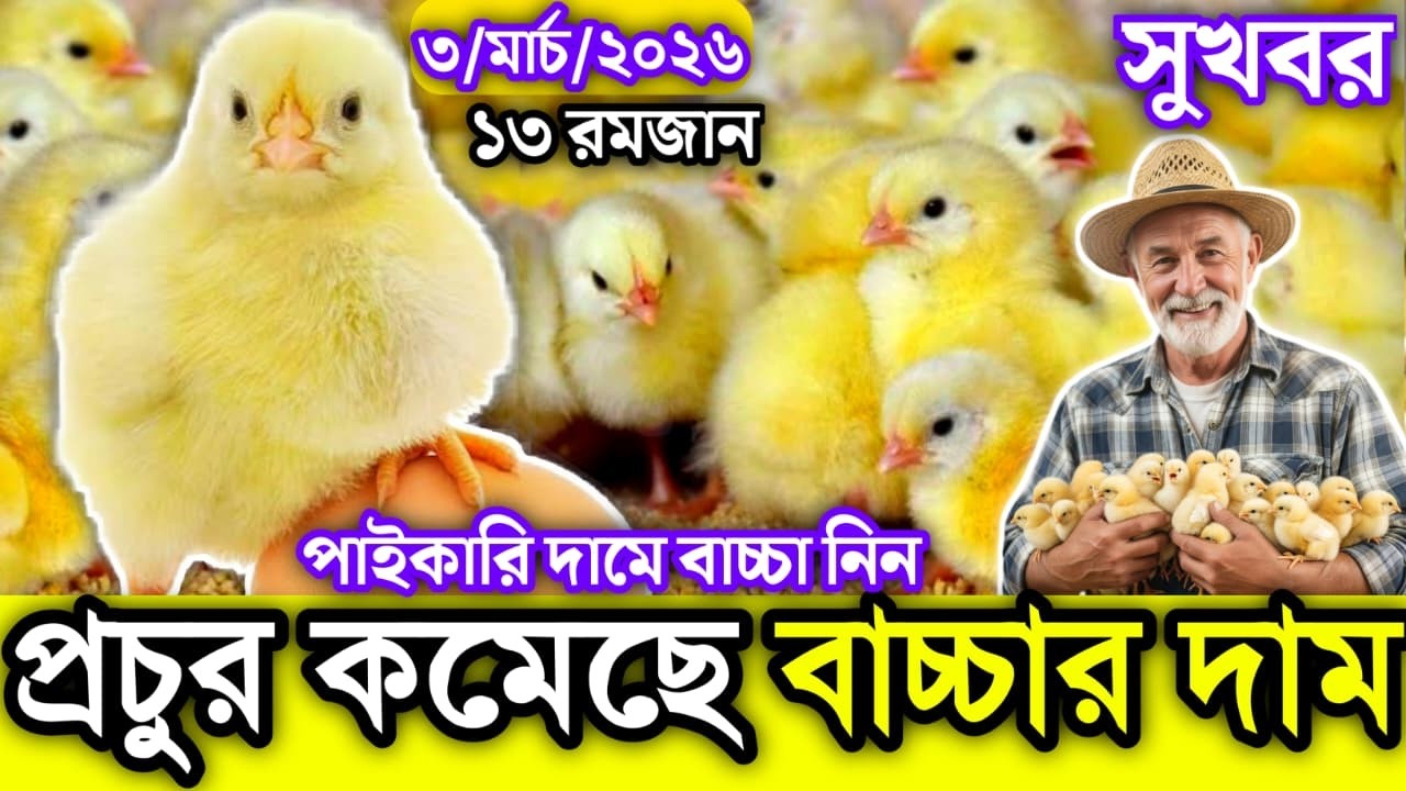 3, March 2026 || ব্রয়লার ও সোনালী বাচ্চার আজকের বাজার দর || মুরগির বাচ্চার পাইকারি বাজার দাম জানুন