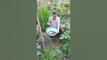 cách sơ cứu rắn cặp nong cặp nia cắn hiệu quả