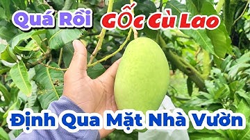 Xoài Cát Hòa Lộc |GốcCù Lao| #0986289491 #gocculao 