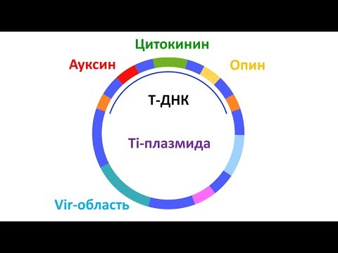 Видео: Разлика между изолирането на геномна ДНК и плазмидна ДНК