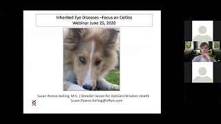 CHF Breeders Education   Genetic Collie Eye Diseases