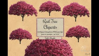 Real Tree Cliparts - Soft Maple - photoshop overlays png, Tree layout, transparent background screenshot 2