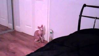 I'm Celebrity - Get Me Out of here!!! by Sphynx Cat 229 views 13 years ago 25 seconds