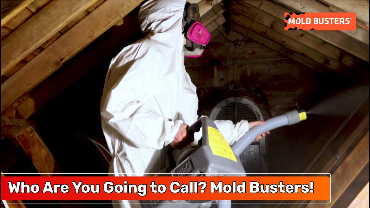 Who Are You Going to Call? Mold Busters! - YouTube