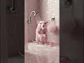 Ai ai ai 😅 Viral Rat #viral #shorts #shortvideo #trending #rat #pink #ai #aivideo #penguin #pets #yt