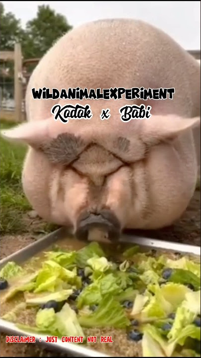 DNA kodok dan Babi digabung jadi apa #wildanimalexperiment #funny #satire #pet #animal #hewan