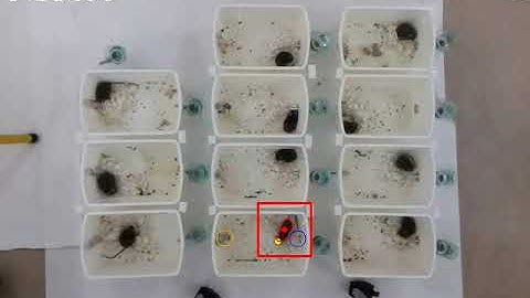 Mouse behavior analysis (feeding and drinking, Rapid prototyping)