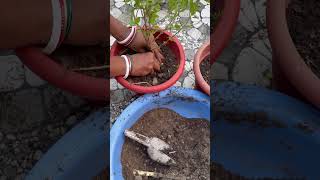 Planting, Shifting, and Loving My Greens 💚 | Daily Gardening Motivation #gardenerslife #plantlover