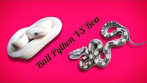 Ball Python vs Boa Constrictor