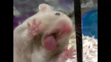 Connecting VSCode to the Ubuntu server and installing Flask and Apache