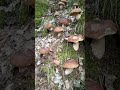 Eccezionale Raccolta di Funghi in Valle Camonica in Provincia di Brescia - 26/08/2020