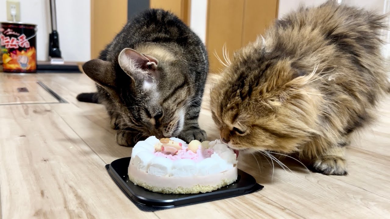 3歳の誕生日に仲良く一緒にケーキを食べる猫 - YouTube