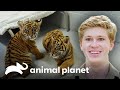 Tres cachorros de tigre siguen creciendo sanos | Los Irwin: Robert al rescate | Animal Planet