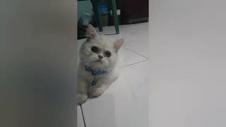 kitten play time with simple way || anak kucing bermain mainan sederhana... #cat #viral #trending