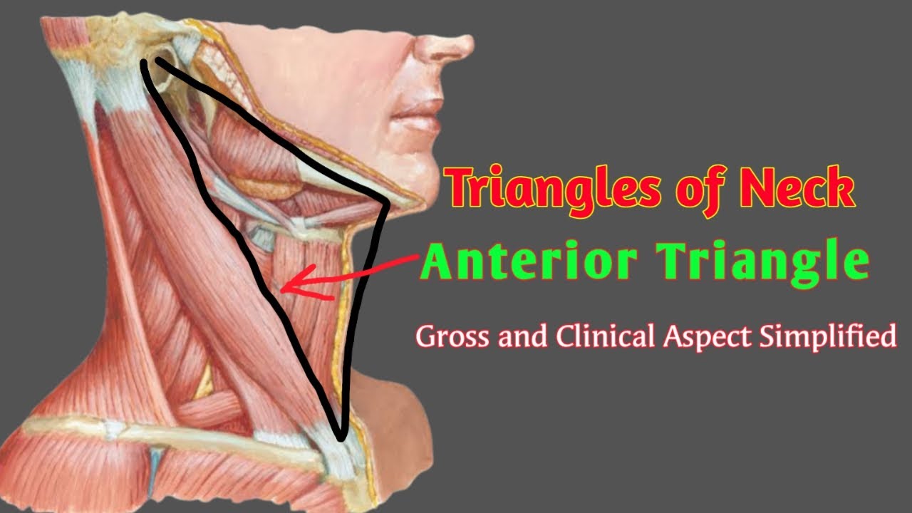 Triangles Of Neck Anterior Triangle By Anatomyhub Youtube