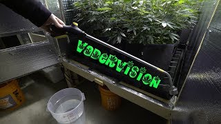 2018 Cali Legal Grow * Day 73 *  Upgrading the Watering System for Living Soil