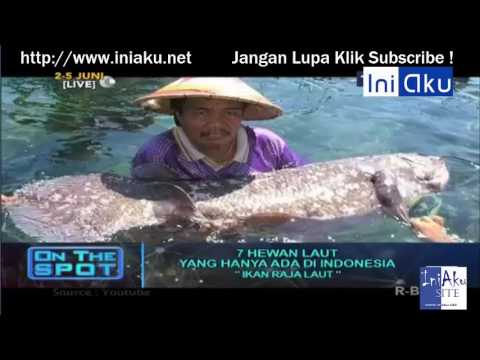 7 Hewan Laut Yang Hanya Ada Di Indonesia  Versi On The Spot 