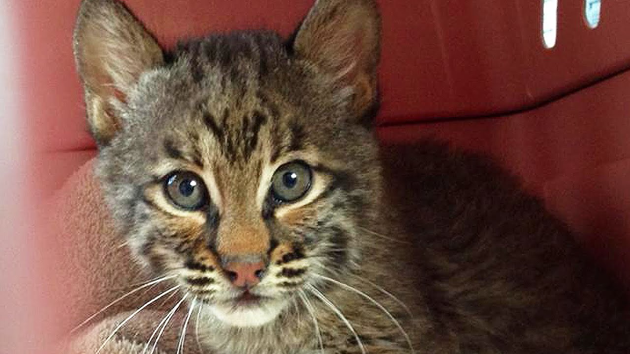 50++ Bobcat kitten sounds Funniest Cats Ever