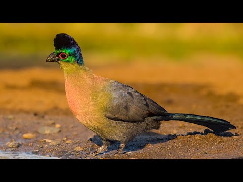 The one and only purple crested turaco! 4K